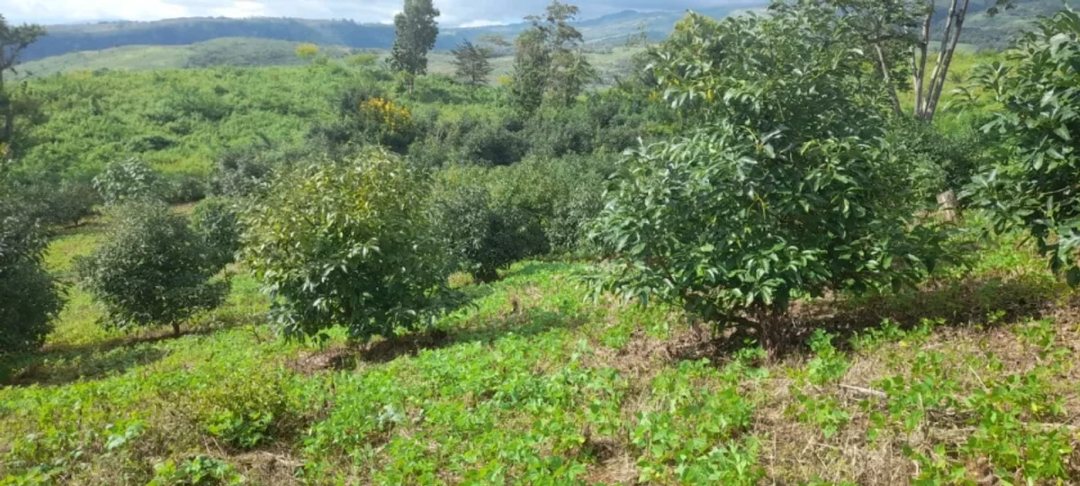 Solar en La Altagracia, Pederales, foto 3