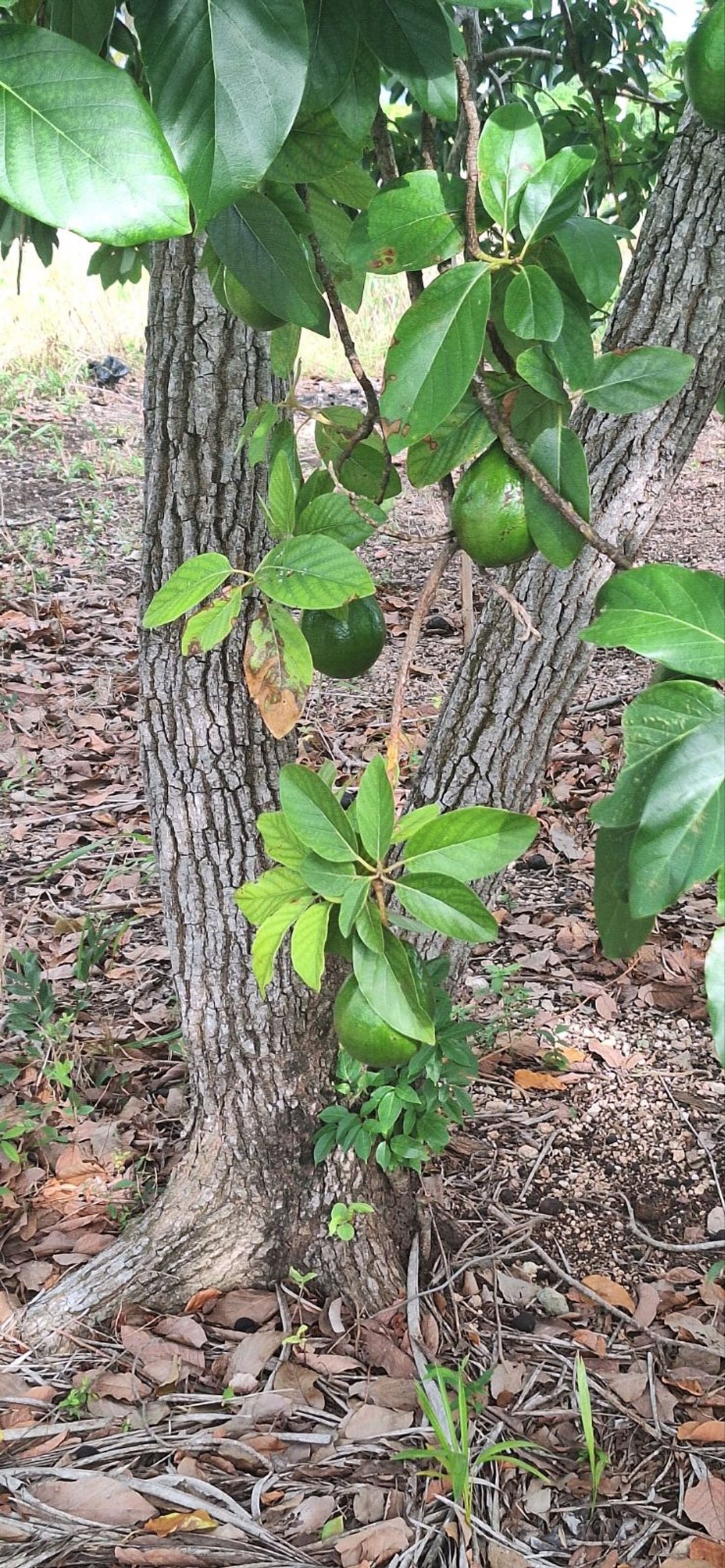 Solar en Duveaux (mamey Macho), foto 4