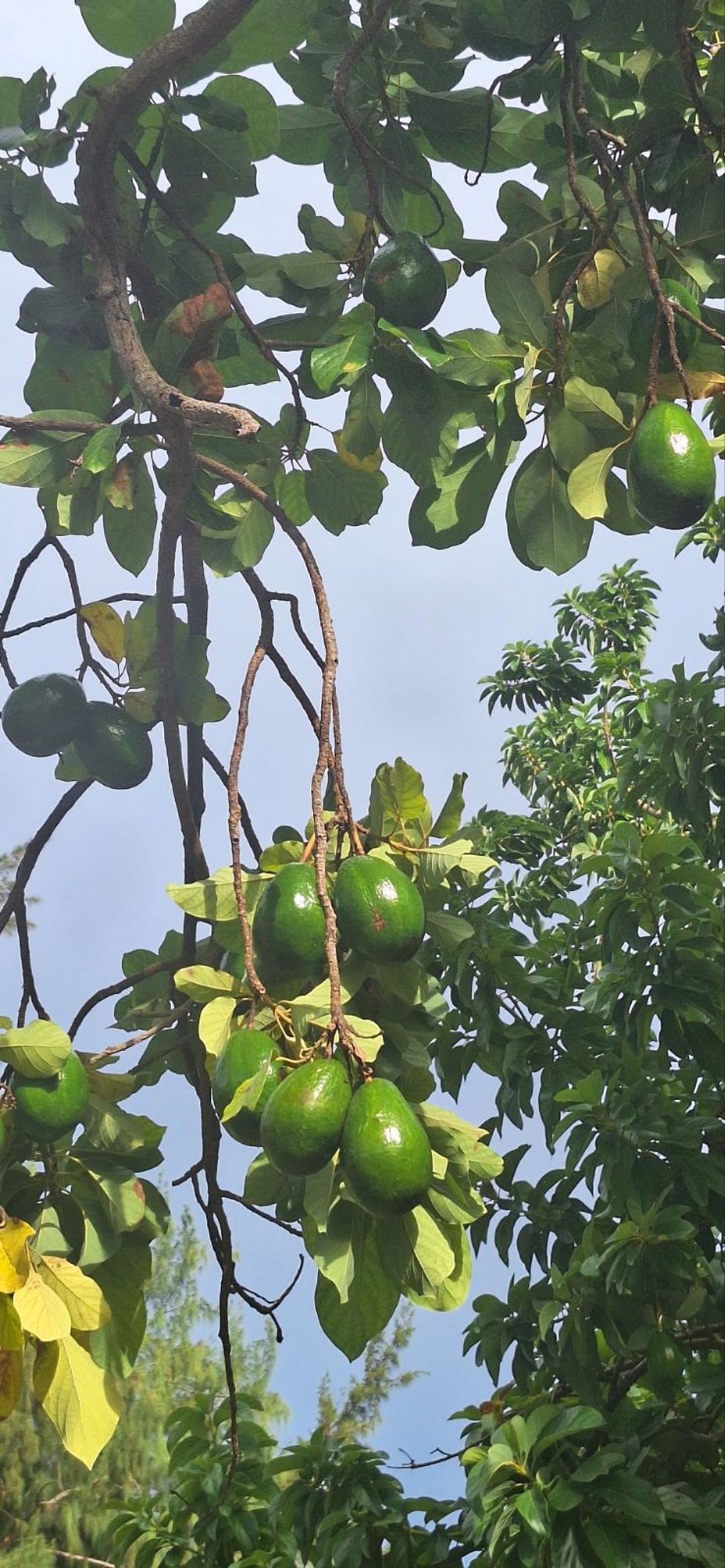 Solar en Duveaux (mamey Macho), foto 3