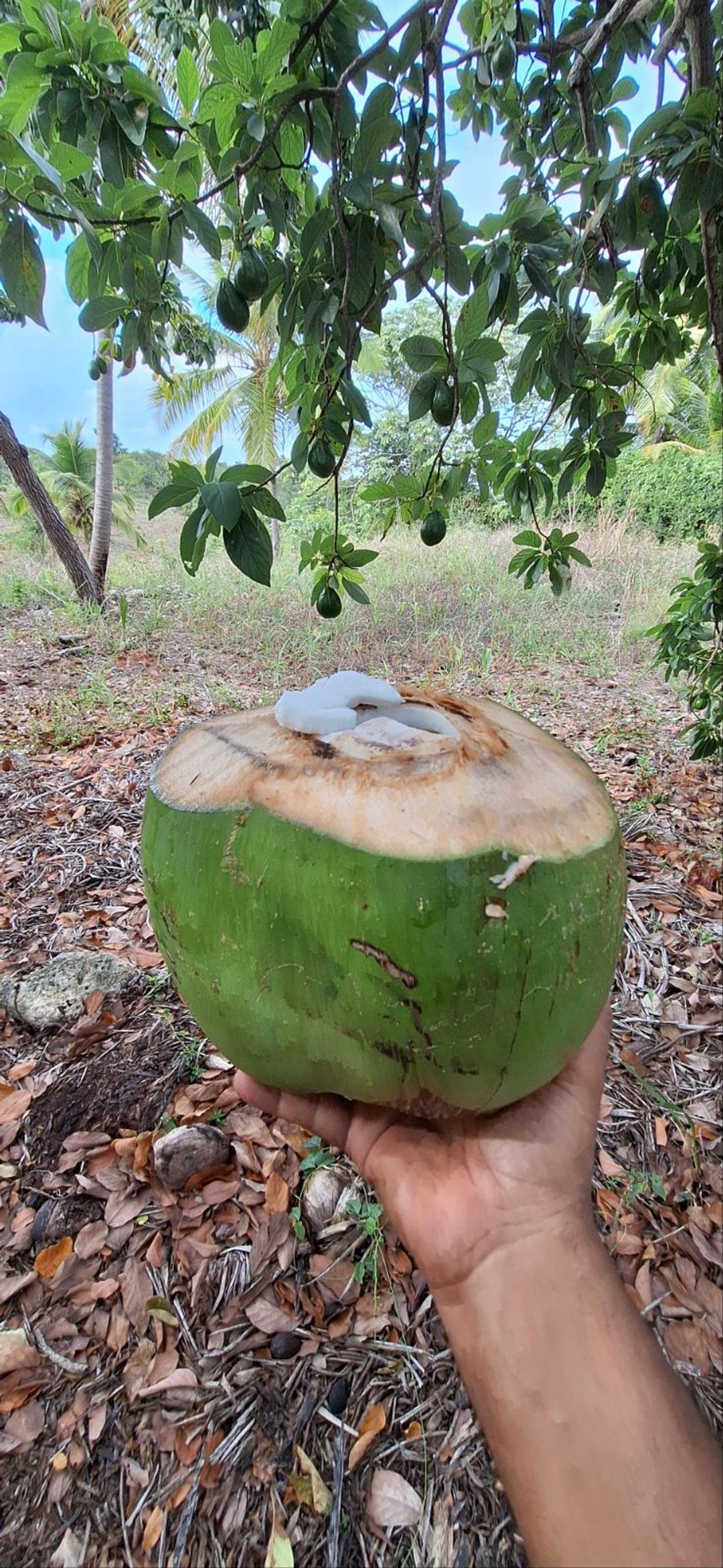 Solar en Duveaux (mamey Macho), foto 5