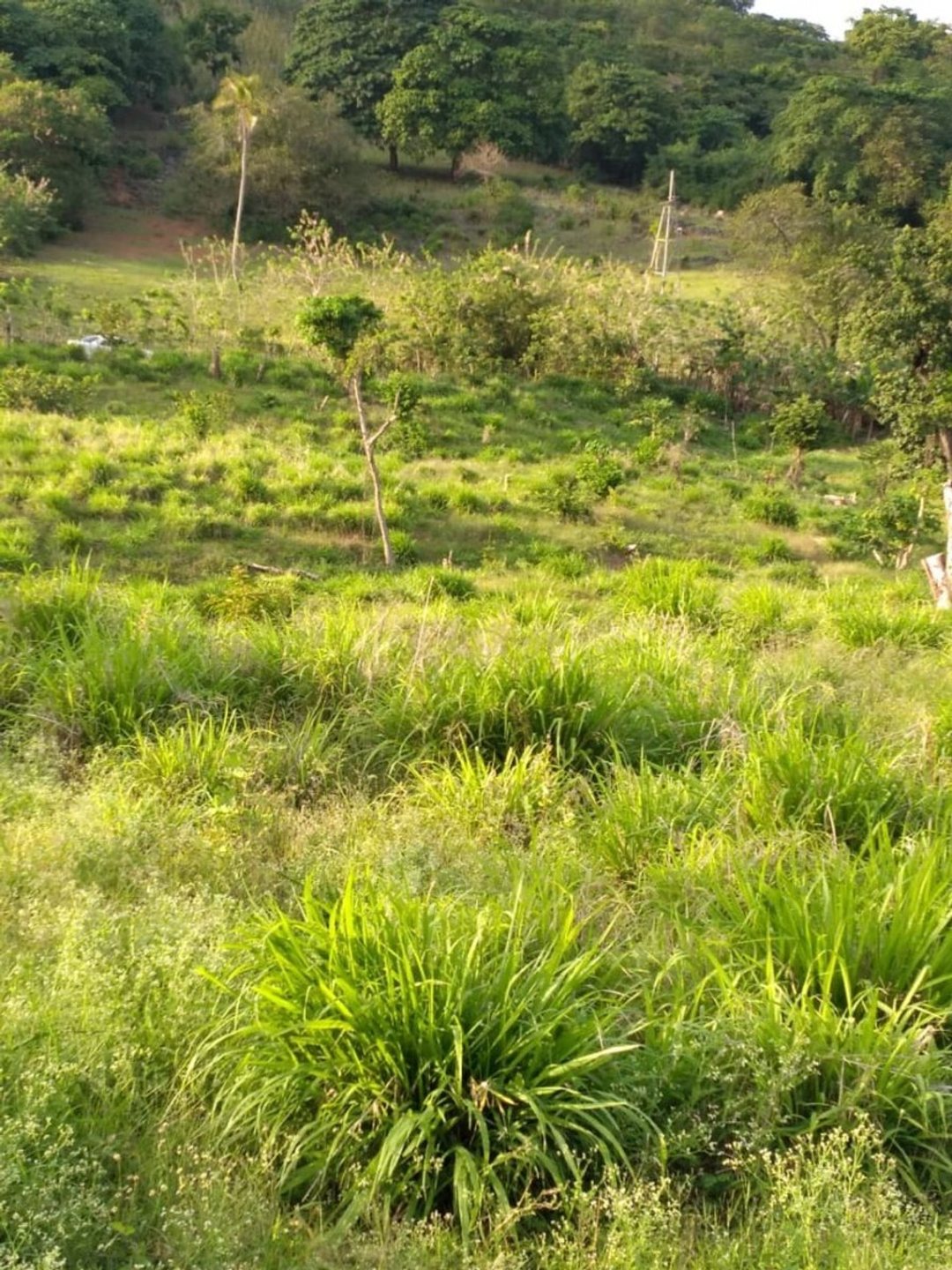 Solar en Samaná, Las Galeras, 6290 m², foto 2
