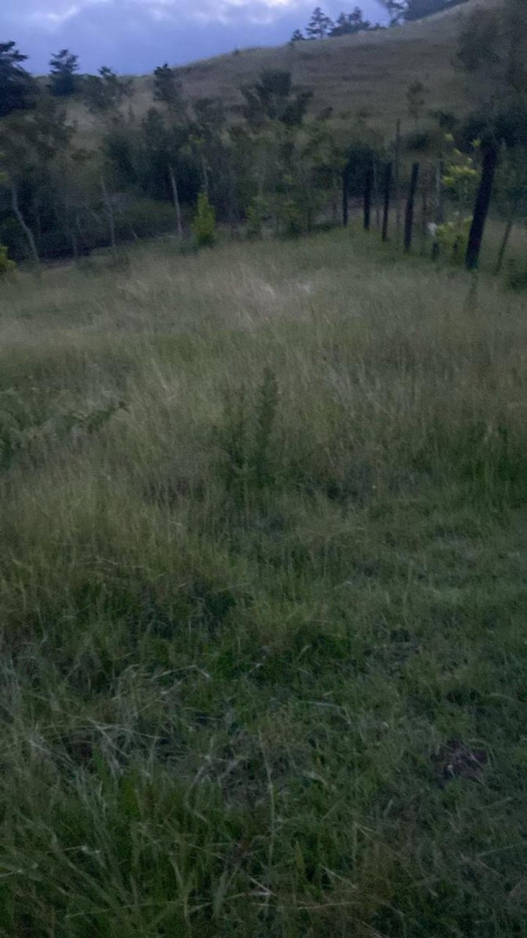 Solar en Palero Almonte, foto 5