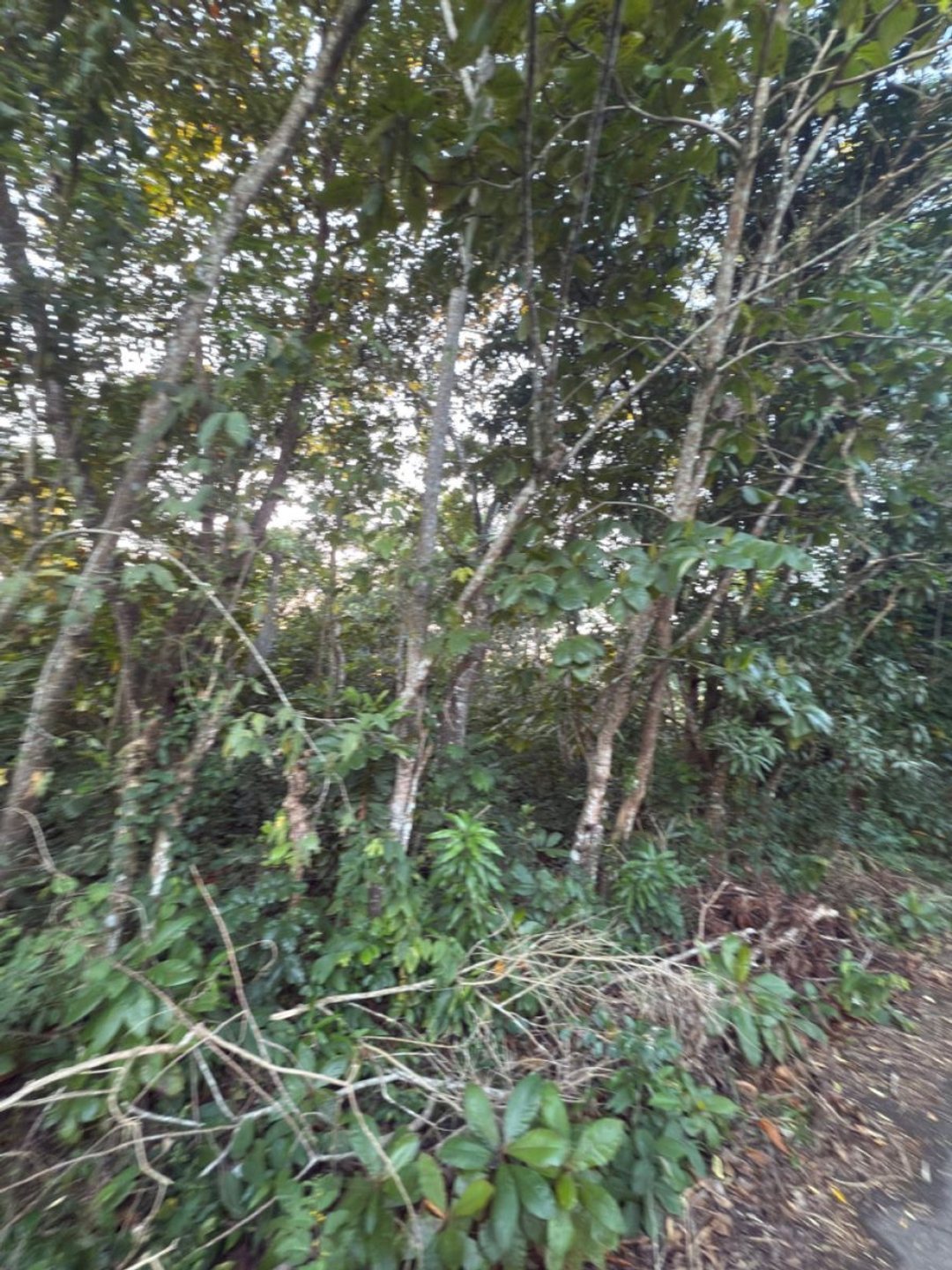 Solar en Bayaguana, foto 5