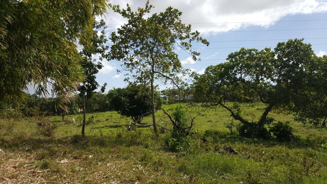 Solar en Batey Palamara, Pedro Brand, foto 5