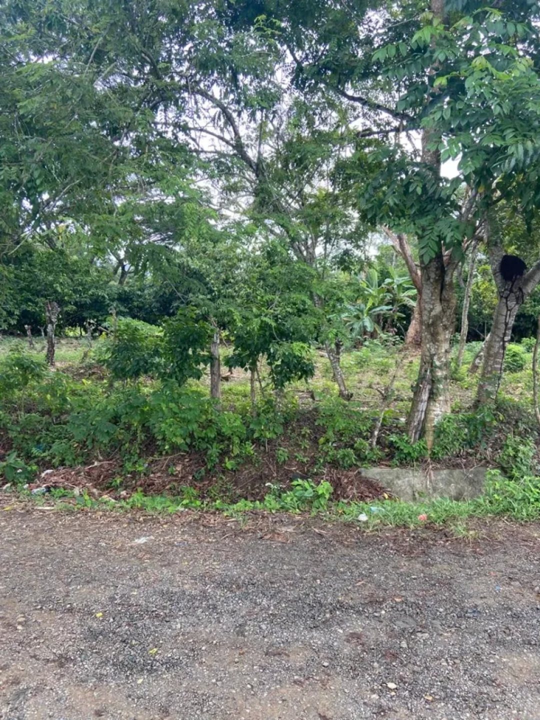 Solar en Monte Plata, foto 2