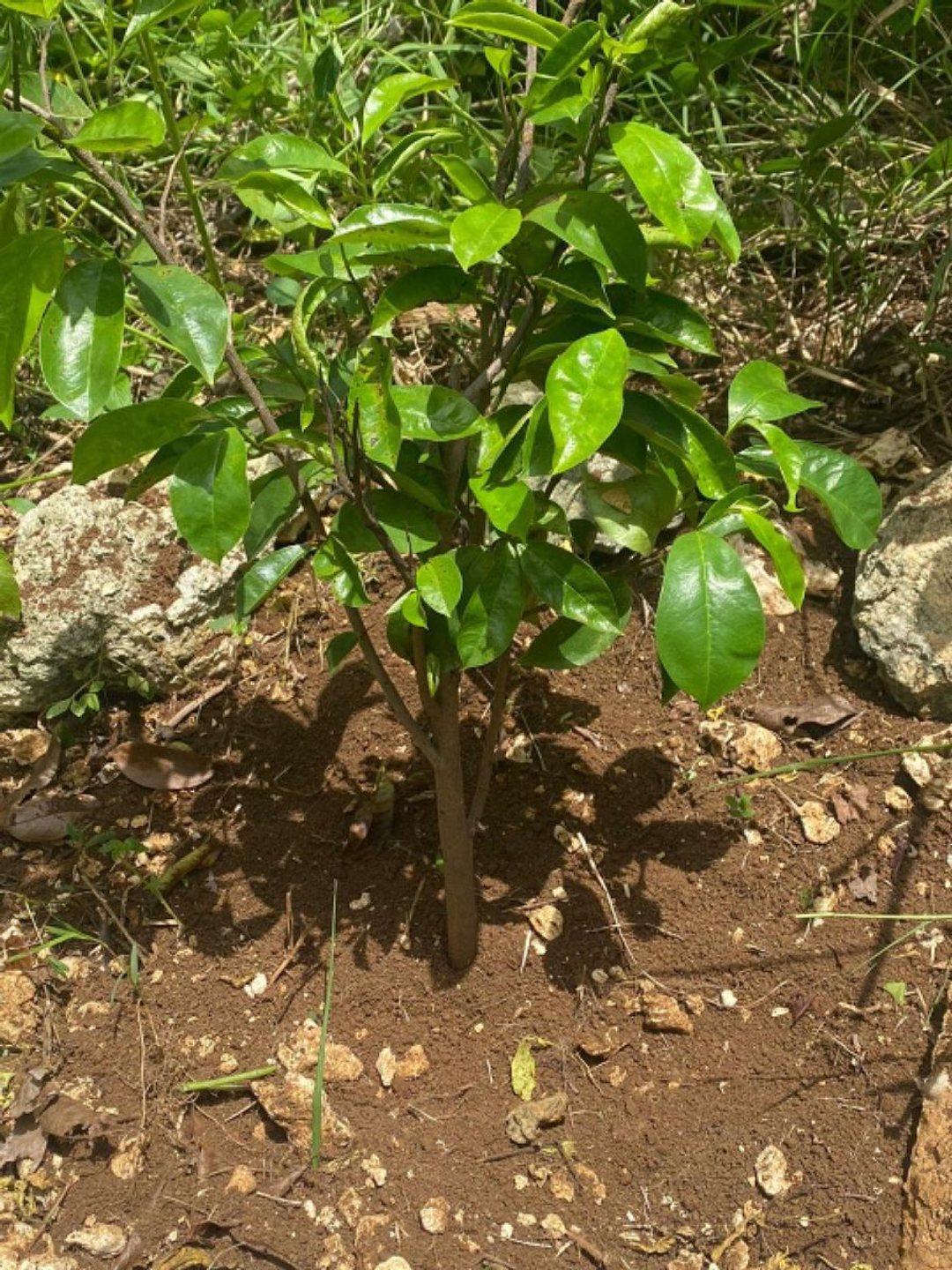 Solar en Río San Juan, foto 2