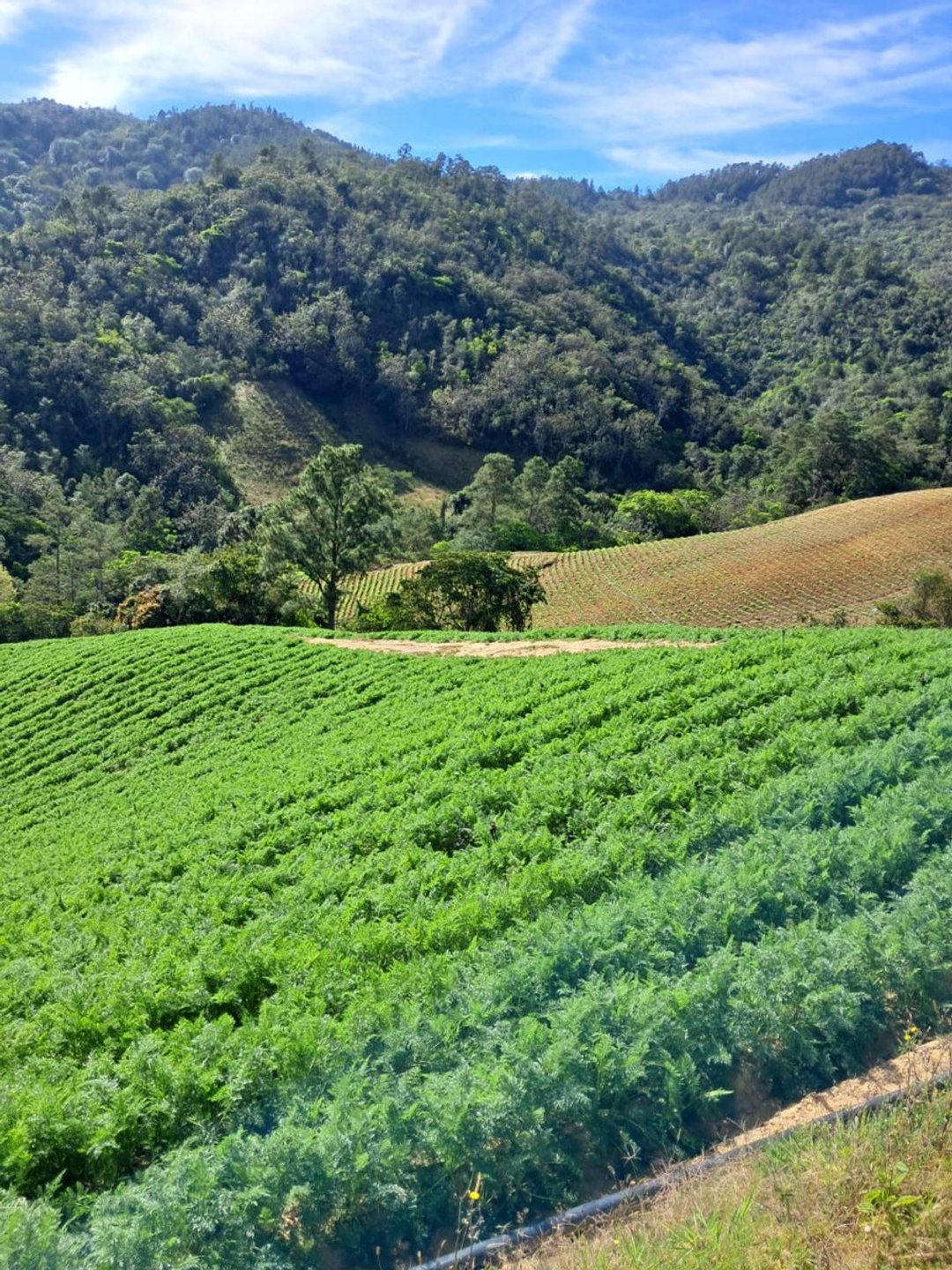 Lot in La Vega