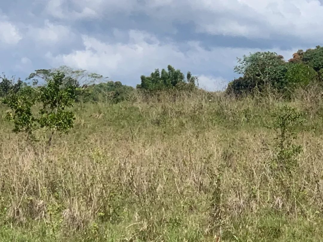 Solar en San Gregorio de Nigua, foto 3