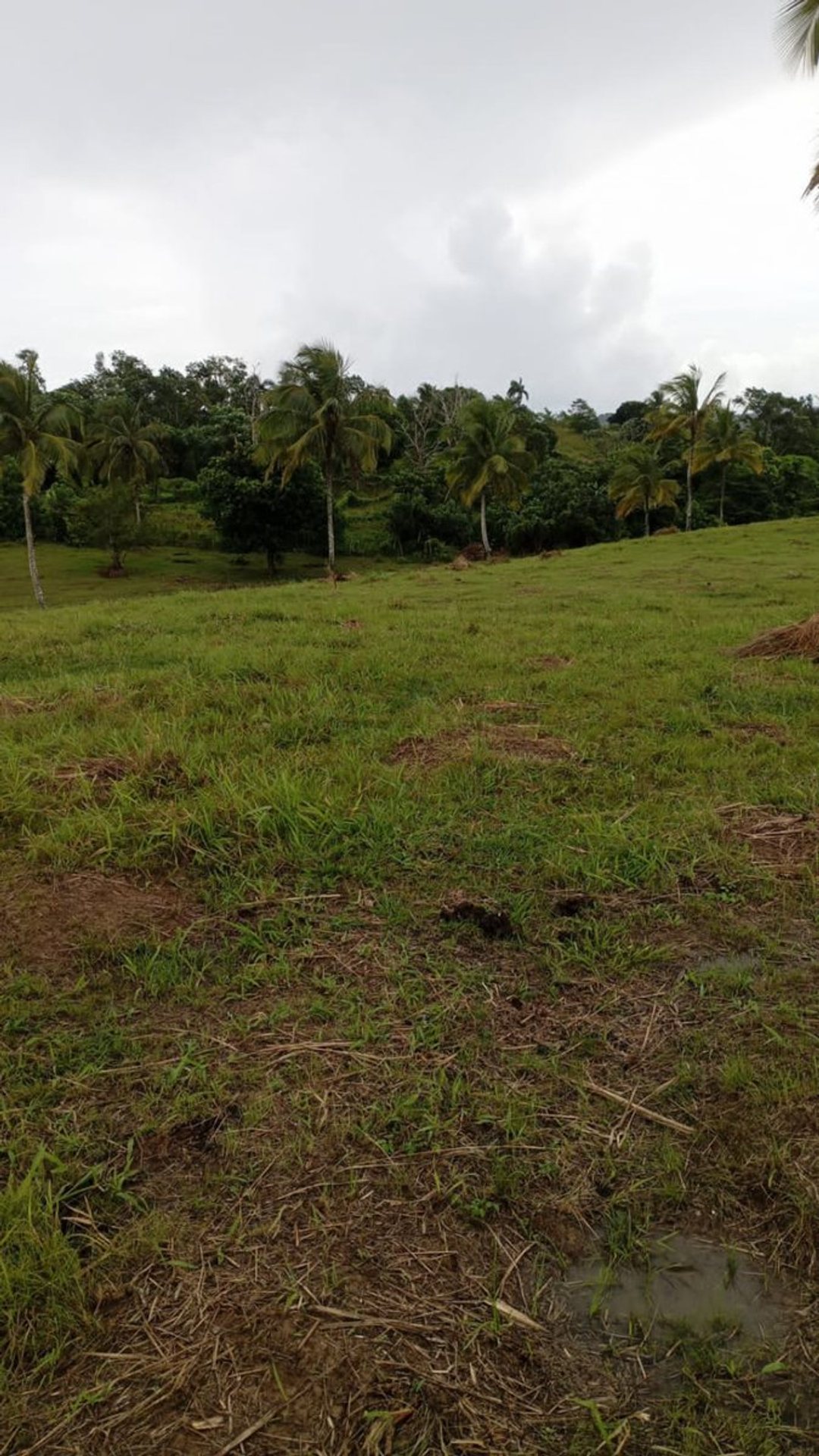 Solar en Samaná, Juana Vicenta, foto 2