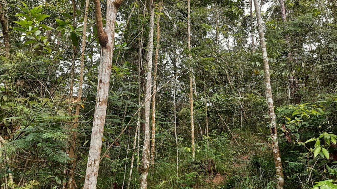Solar en Jarabacoa, Buena Vista, 2395 m², foto 4