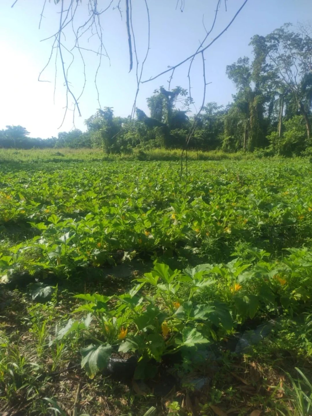 Solar en San Antonio de Guerra, foto 2