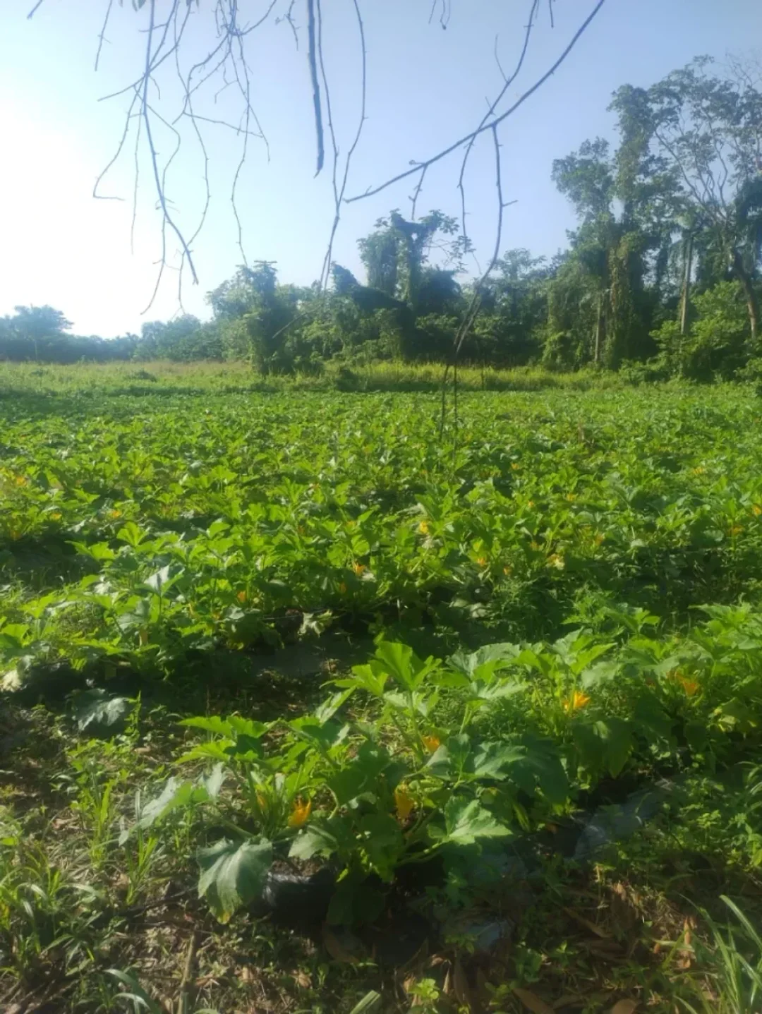 Lot in San Antonio de Guerra