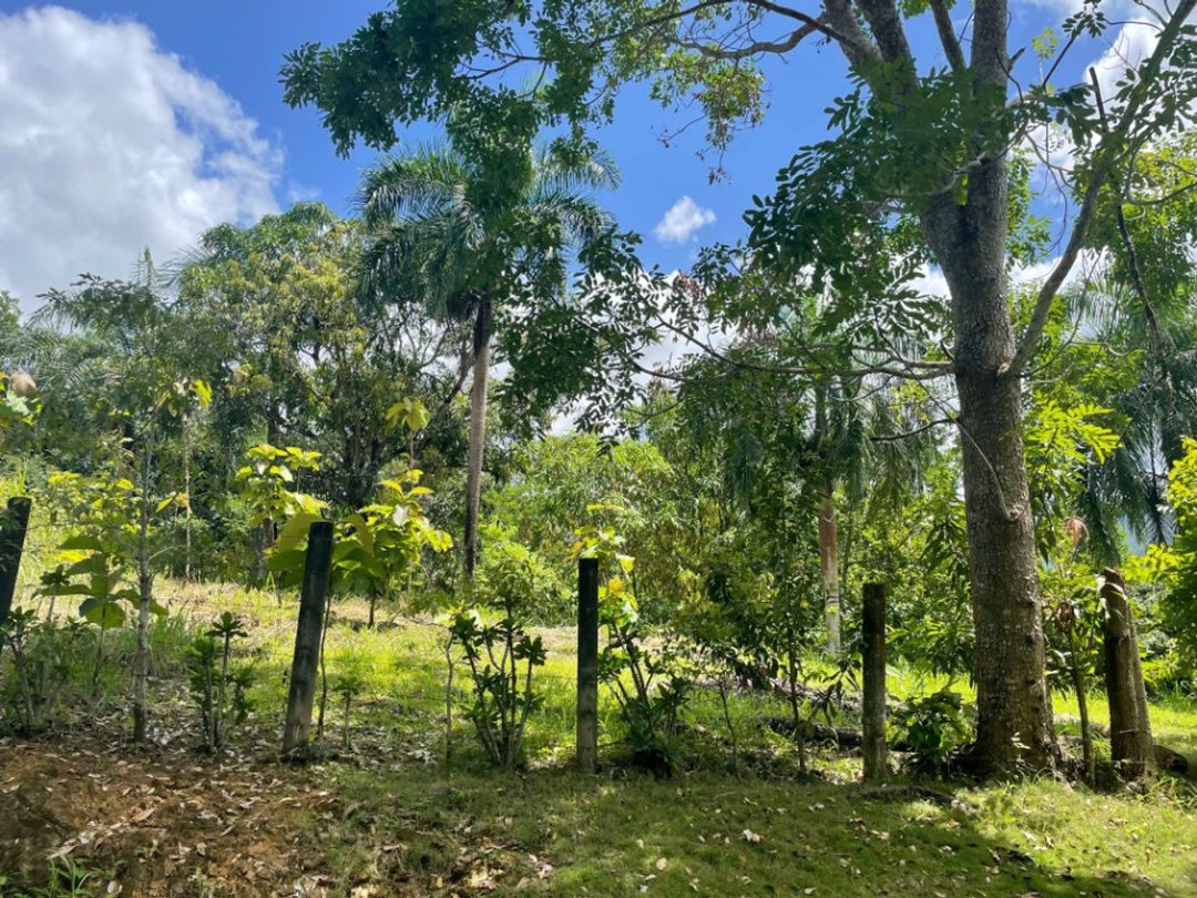Solar en Villa Altagracia, foto 2