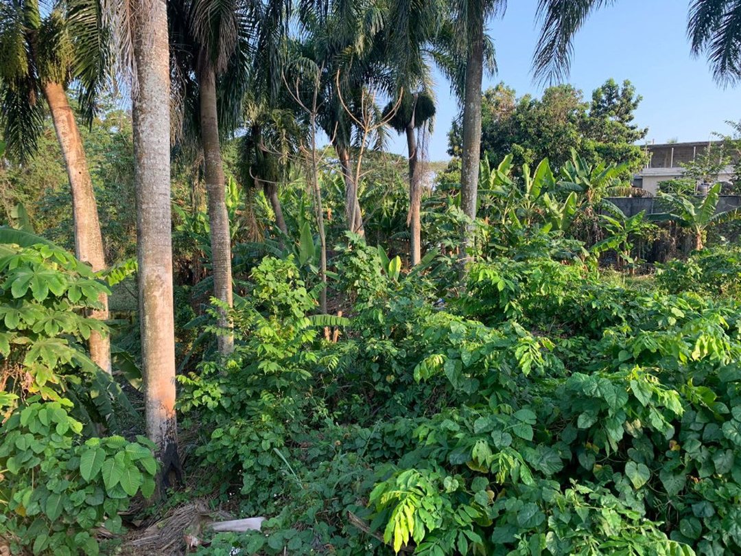 Lot in Las Flores